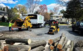 Best Tree Removal Services  in East Brooklyn, CT